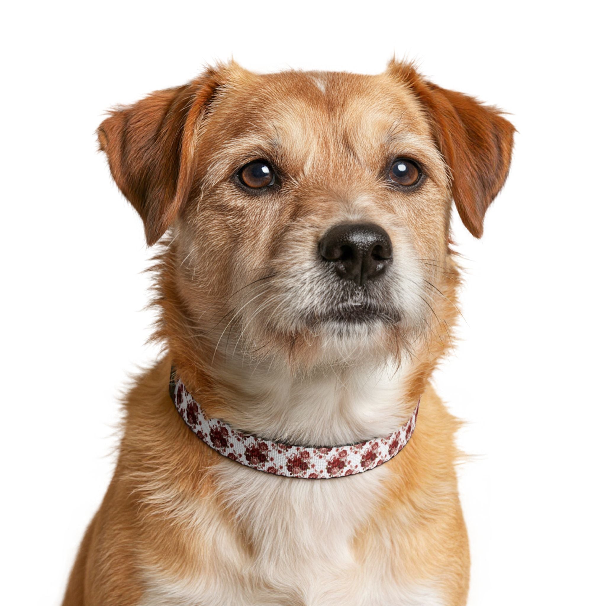 Floral Clip-On Pet Collar — Red Watercolor Blossoms for Small Dogs & Cats